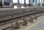 metro monkey